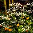 1/2/4pcs Solar Firework Lights Warm White Light Suitable for Garden Lawn Camping Steps Greenway Courtyard Decoration Lawn Lights